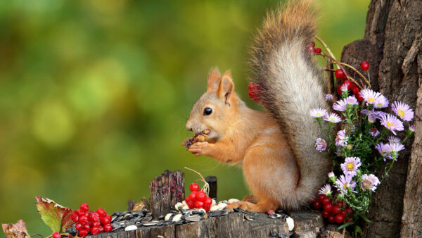 Wallpaper Nuts, Standing, Green, Bokeh, Squirrel, Fur, Eating, Blur, Background, Brown