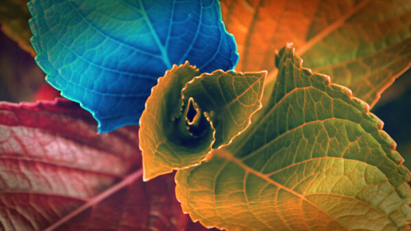 Wallpaper Closeup, Nature, Background, View, Leaves, Colorful