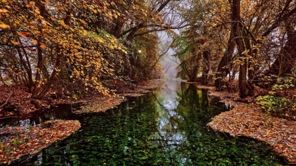 Wallpaper Trees, Lake, Between, Calm, Leaves, Yellow, Green, Nature, Dry