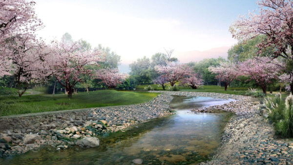 Wallpaper Spring, Blossom, Nature, Branches, Pond, Blue, Sky, Under, Pebbles, With, Tree, Flowers, Pink, White, Between