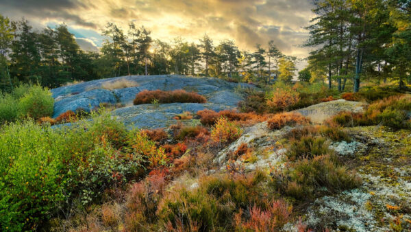 Wallpaper Sky, Plants, Under, Nature, Grass, Beautiful, Trees, Blue, Bushes, Green, White, Scenery, Clouds