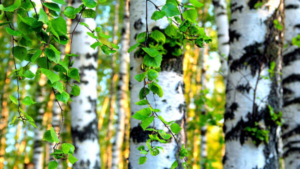 Wallpaper Background, White, Twigs, Birch, Green, Leaves, Trees, Blur, Forest, Bokeh