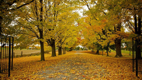 Wallpaper Dry, Garden, Background, Yellow, Leaves, Green, Autumn, Trees