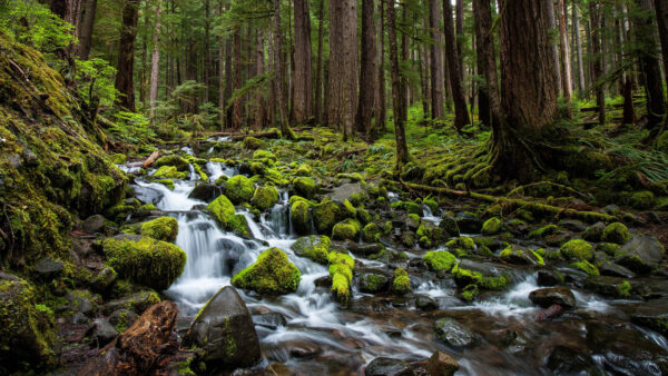 Wallpaper Water, Covered, Stones, Forest, Algae, Trees, Stream, Green, Nature