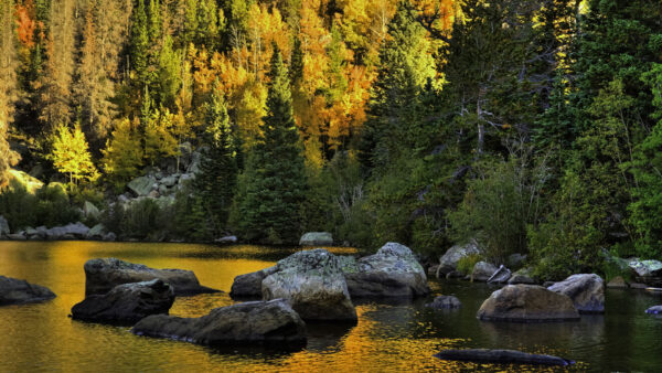 Wallpaper Trees, Background, Green, Scenery, Yellow, Fall, Beautiful, Orange, Autumn, Forest