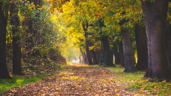 Wallpaper Path, Forest, Autumn, Dry, Fall, Background, Leaves, Between