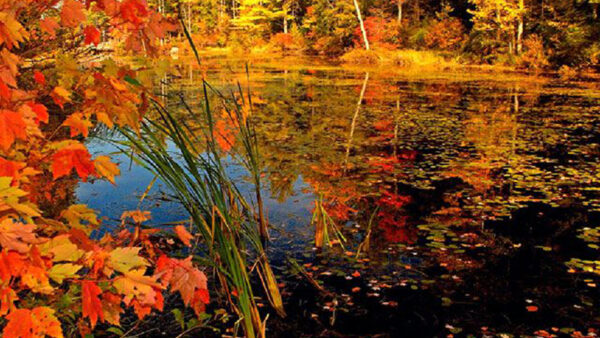 Wallpaper Pond, During, Trees, Yellow, Water, Surrounded, Red, Green, Autumn, Daytime, Reflection, Leaves