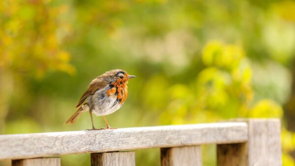 Wallpaper Blur, White, Brown, Standing, Bird, Birds, Fence, Robin, Green, Background, Wood