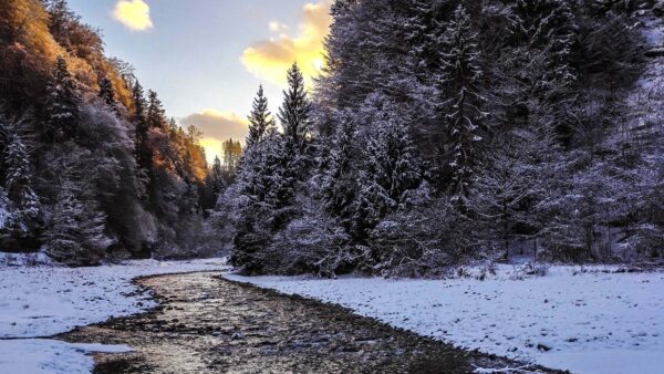 Wallpaper Snow, Trees, Nature, Water, River, Desktop, Covered, Winter, Scenery, Mobile, Frozen, Forest