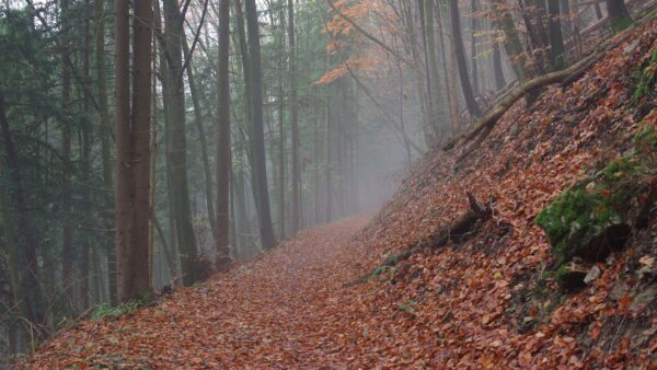 Wallpaper Nature, Green, Tree, Fog, Orange, Mobile, Branches, Leaves, Dry, Forest, With, Desktop