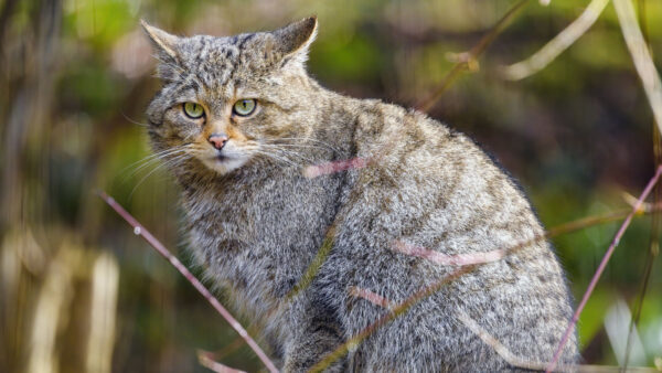 Wallpaper Background, Sitting, Cat, Bokeh, Stare, Grey, Look, Blur, Black, With