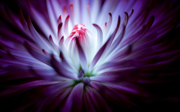 Wallpaper Flower, Purple