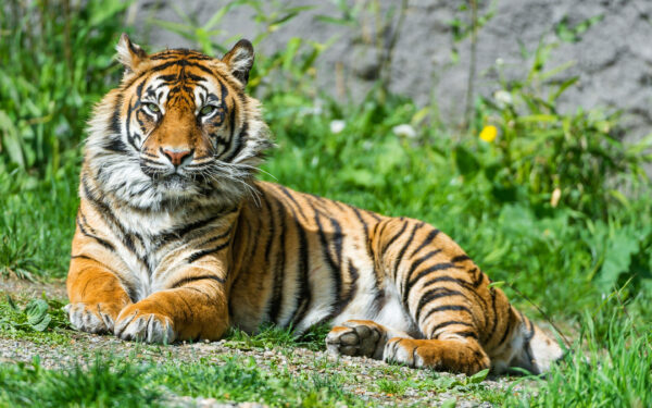 Wallpaper Sumatran, Tigress