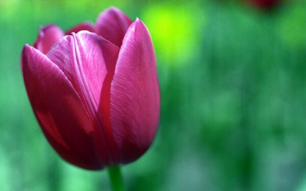 Wallpaper Wide, Flower, Tulip