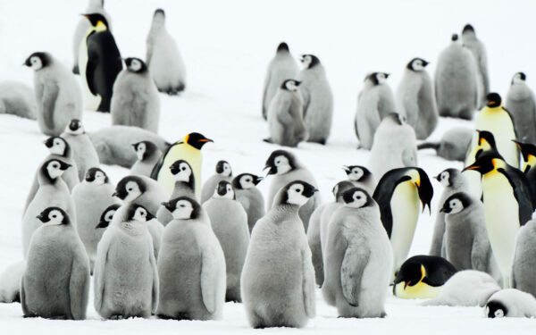 Wallpaper Antarctica, Penguins