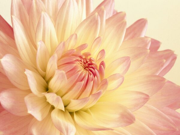 Wallpaper Dahlia, Pink, Pale, Yellow