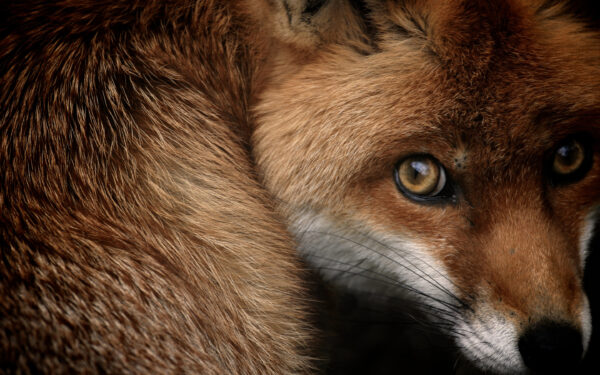 Wallpaper Fox, Red