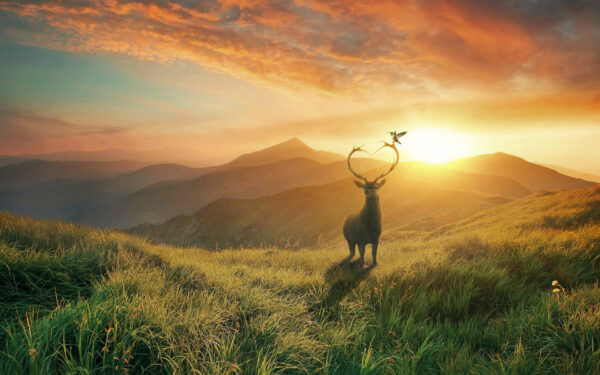 Wallpaper Deer, Mountains, Sunset