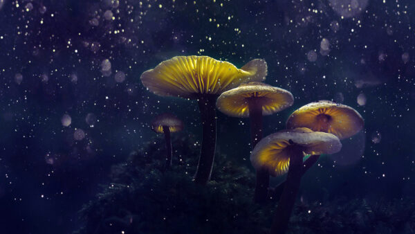 Wallpaper Magical, Mushrooms