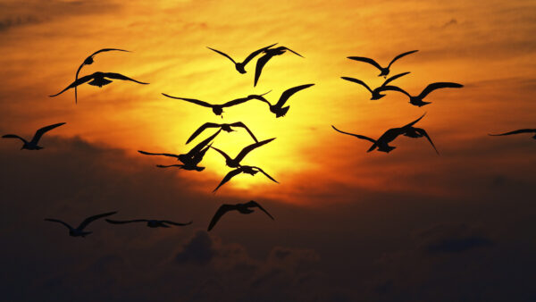 Wallpaper Silhouette, Birds, Sunset