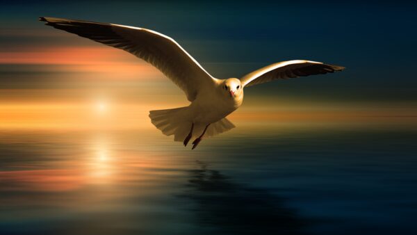 Wallpaper Seagull