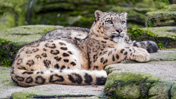 Wallpaper Leopard, Snow