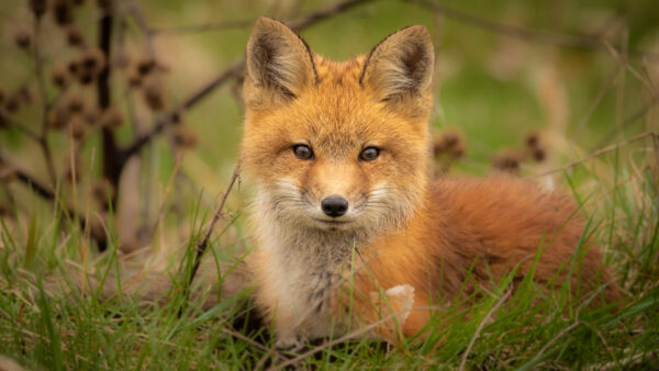 Wallpaper Animals, Desktop, Fox, Animal