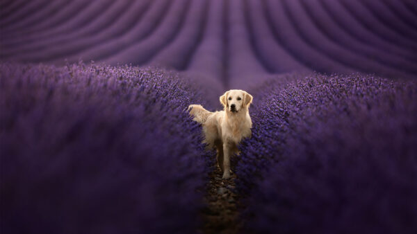 Wallpaper Golden, Animals, 1920×1080, Monitor, Desktop, Pc, Free, Cool, Download, Wallpaper, Background, Dual, Retriever, Images