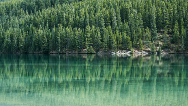 Wallpaper For, Front, Computer, Desktop, Daytime, Bunch, Reflection, Lake, Trees, Mobile, Wallpaper, Green, During