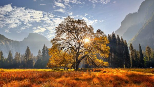 Wallpaper Park, Yosemite, National, Desktop, Nature, With, Trees, California, Meadow, Mountain
