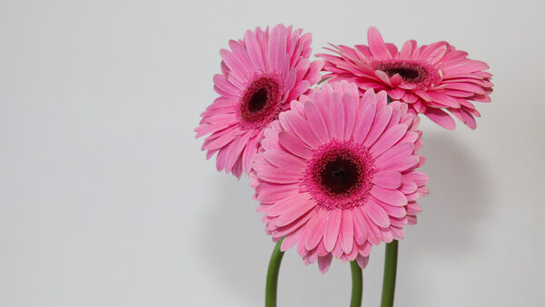 Wallpaper White, Pink, Petal, Gerbera, Flower, Background, Flowers, Desktop