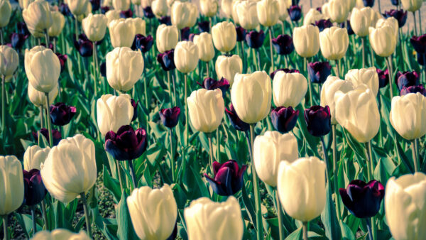 Wallpaper Earth, Desktop, Phone, Mobile, Tulip, Flowers