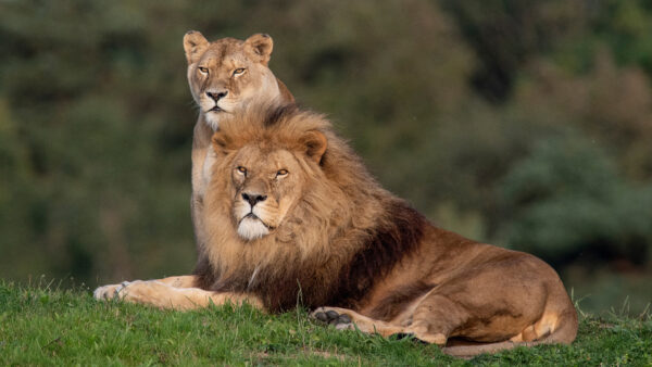 Wallpaper Lying, Animals, Grass, Green, Down, Blur, Big, Lions, Are, Desktop, Background