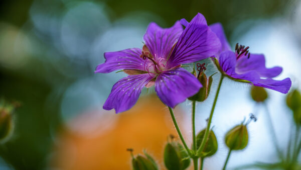 Wallpaper Background, Geranium, Blur, Desktop, Flowers