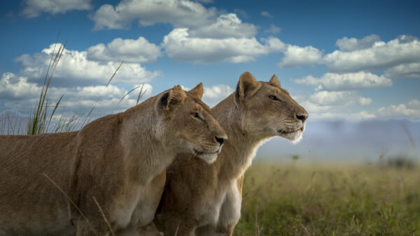 Wallpaper Predator, Animals, Mobile, Desktop, Lions