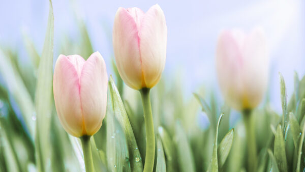 Wallpaper Background, Images, Wallpaper, Tulip, Cool, Flowers, Pc, Earth, 1920×1080, Download, Free, Desktop