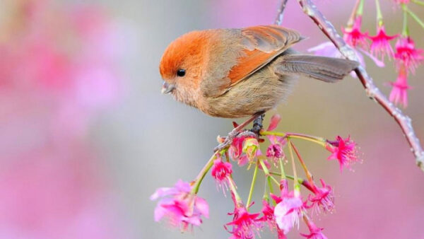 Wallpaper Flowers, The, Brown, Beautiful, With, Little, Bird, Branch, Tree, Desktop, Orange, Birds