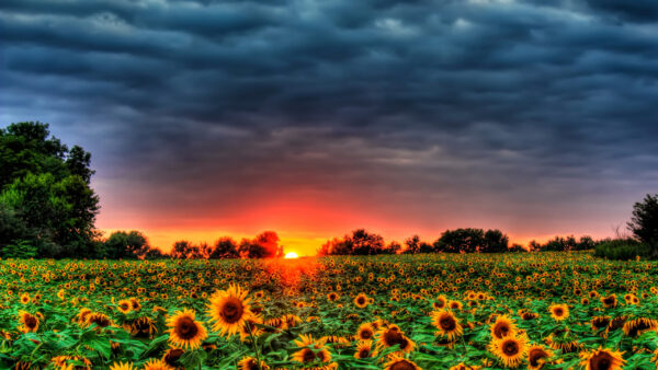 Wallpaper Sunflowers, Flowers, Field, Desktop, Sky, Sunset, Red, Under, Gray