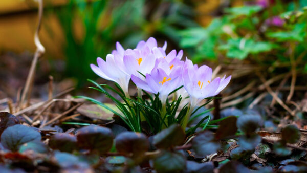 Wallpaper Little, Ground, Desktop, Violet, Flowers, Grass, Light, With