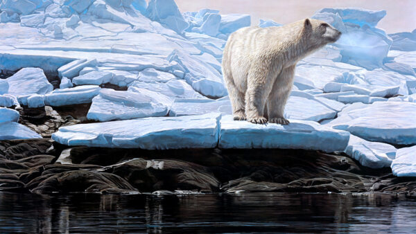 Wallpaper Water, Mobile, Standing, Icy, Rock, Bear, Near, Animals, Polar, Desktop