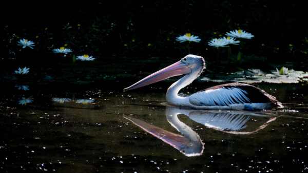 Wallpaper With, Bird, Pelican, Reflection, Desktop, Background, Mobile, Flowers, Water, Birds