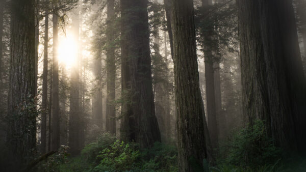 Wallpaper Mobile, Forest, Desktop, Nature, And, Trees, Sunlight, With, Fog