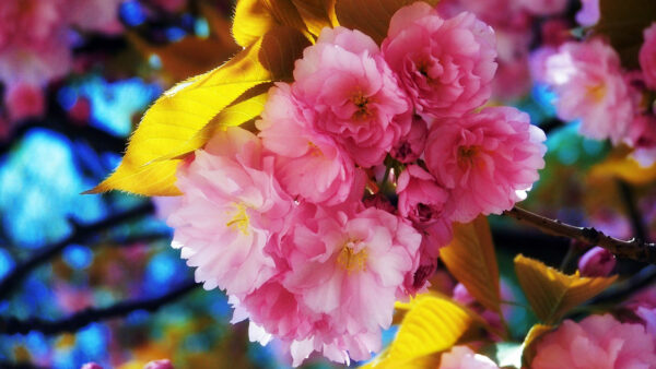 Wallpaper Desktop, Pink, Beautiful, Flowers, Blossom, Mobile