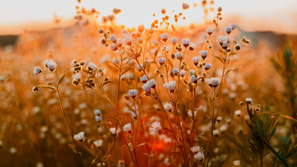 Wallpaper Desktop, Flowers, Mobile, White, Sunrays, Plants, Blur, Background