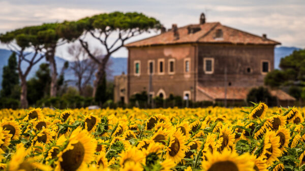 Wallpaper Mountain, Desktop, Background, House, And, Flowers, Sunflowers, Trees, Field