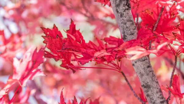 Wallpaper Autumn, Leaves, View, Background, Nature, Closeup, Desktop, Red, Blur