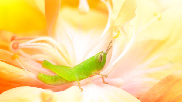 Wallpaper Grasshopper, During, Animals, Flower, Perched, Yellow, Green, Desktop, Day
