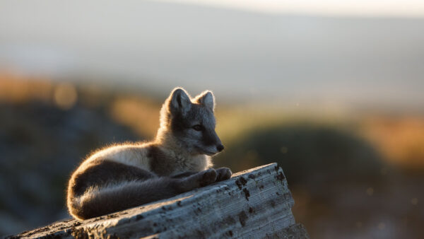 Wallpaper Fox, Blur, Sitting, Baby, Background, Arctic, Rock, Desktop