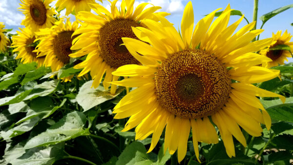 Wallpaper Sky, Background, Yellow, Sunflowers, Desktop, Closeup, View, Mobile, Blue, Plants, Flowers