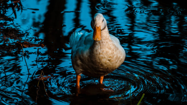 Wallpaper Duck, Pond, Birds, Desktop, Water, Standing